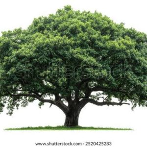 big tree